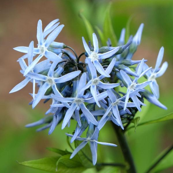 AcquaGarden Outdoor Plants Amsonia 'Blue Ice'