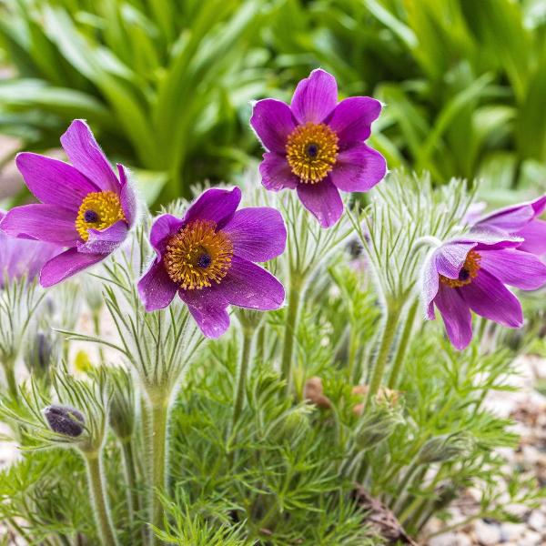 AcquaGarden Outdoor Plants Anemone 'Multifida Rubra'