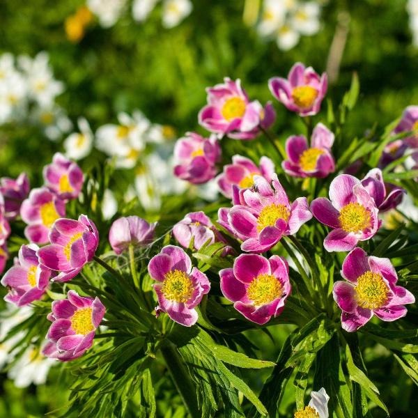AcquaGarden Outdoor Plants Anemone 'Multifida Rubra'