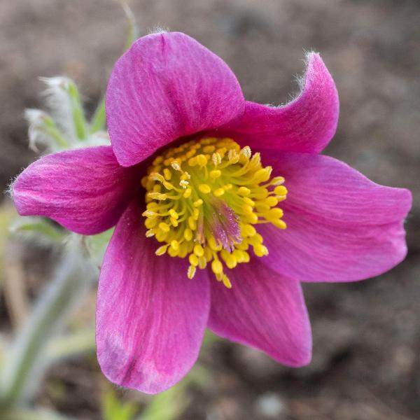 AcquaGarden Outdoor Plants Anemone 'Multifida Rubra'