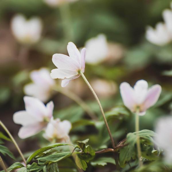 AcquaGarden Outdoor Plants Anemone 'Multifida White'
