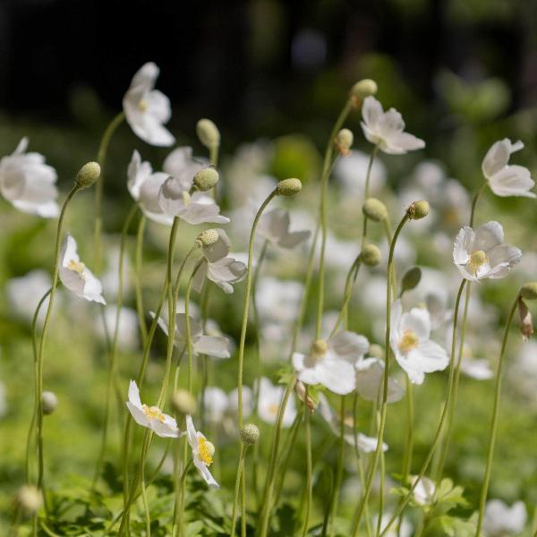 AcquaGarden Outdoor Plants Anemone 'Multifida White'