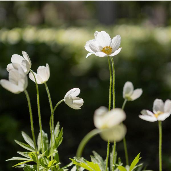 AcquaGarden Outdoor Plants Anemone 'Multifida White'