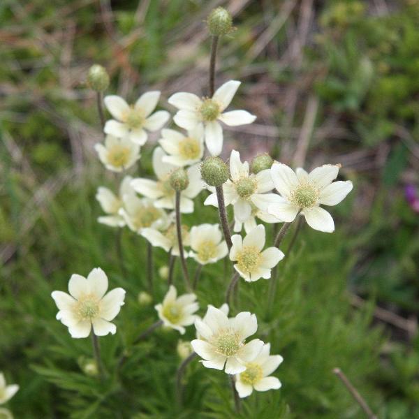 AcquaGarden Outdoor Plants Anemone 'Multifida White'