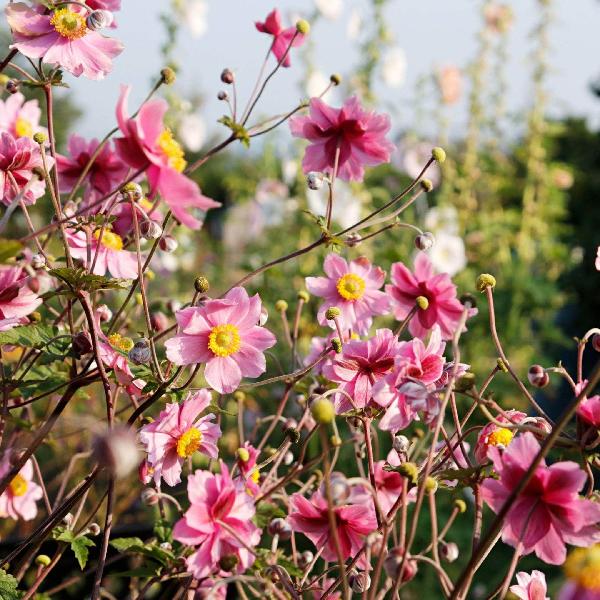 AcquaGarden Outdoor Plants Anemone 'Queen Charlotte'