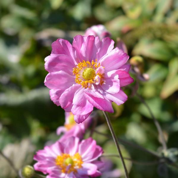 AcquaGarden Outdoor Plants Anemone 'Queen Charlotte'