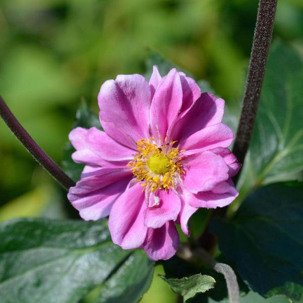 AcquaGarden Outdoor Plants Anemone 'Queen Charlotte'