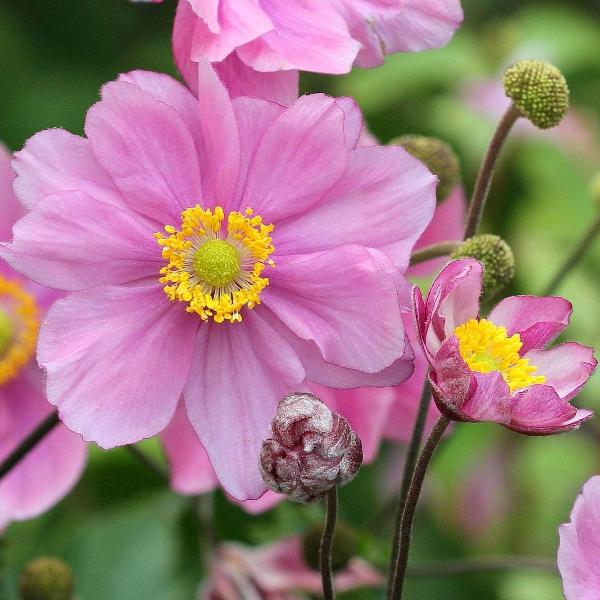 AcquaGarden Outdoor Plants Anemone 'Queen Charlotte'