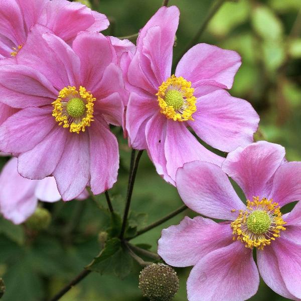 AcquaGarden Outdoor Plants Anemone 'Queen Charlotte'