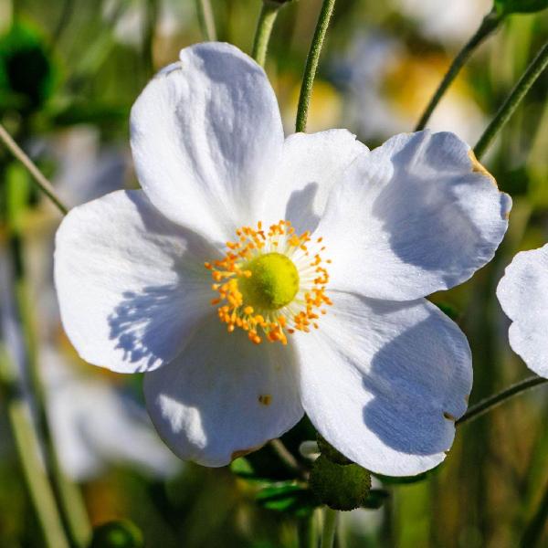 AcquaGarden Outdoor Plants Anemone 'Snow White'