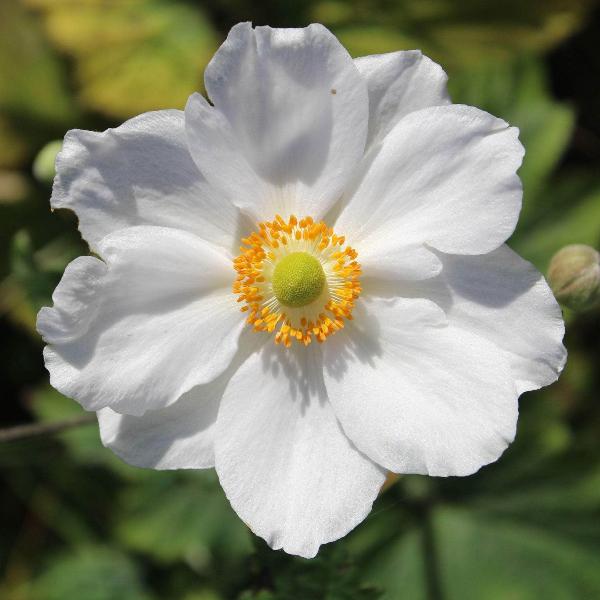AcquaGarden Outdoor Plants Anemone 'Snow White'