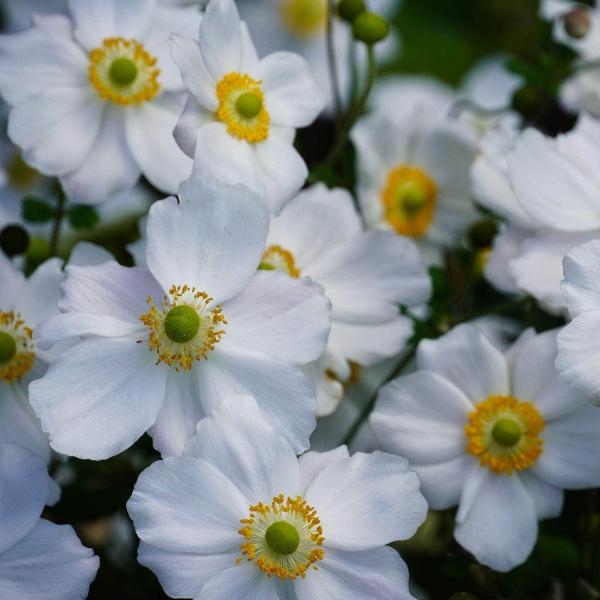 AcquaGarden Outdoor Plants Anemone 'Snow White'