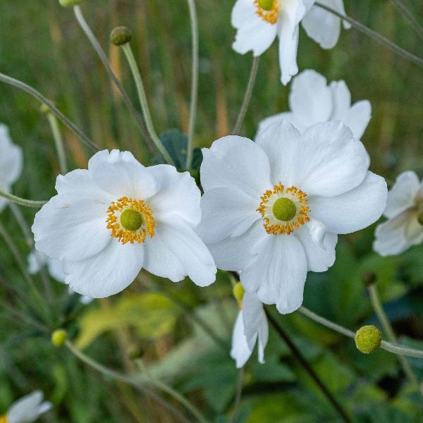 AcquaGarden Outdoor Plants Anemone 'Snow White'