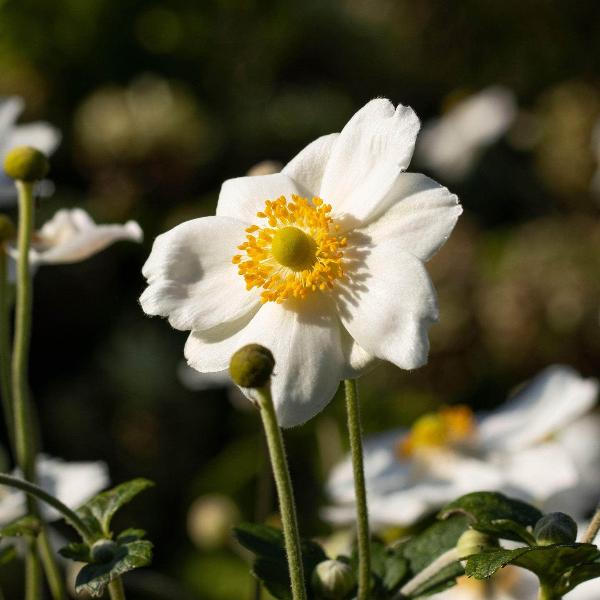 AcquaGarden Outdoor Plants Anemone 'Snow White'