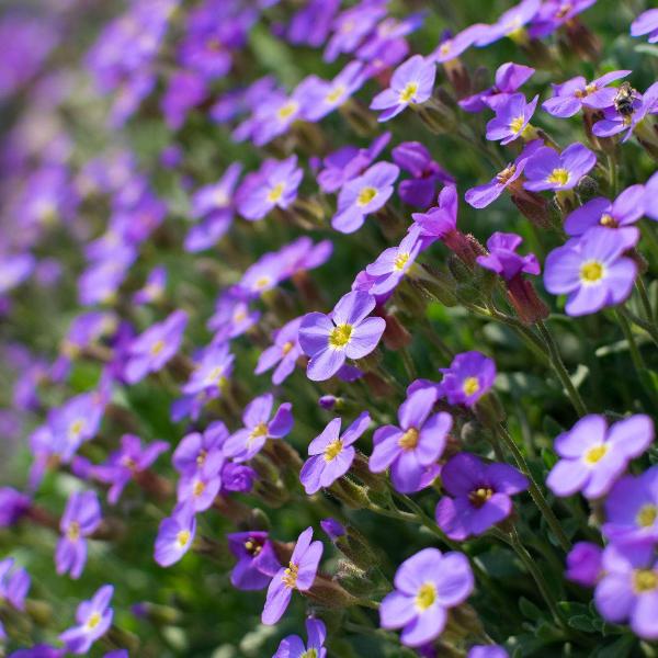AcquaGarden Outdoor Plants Aubretia 'Lilac'
