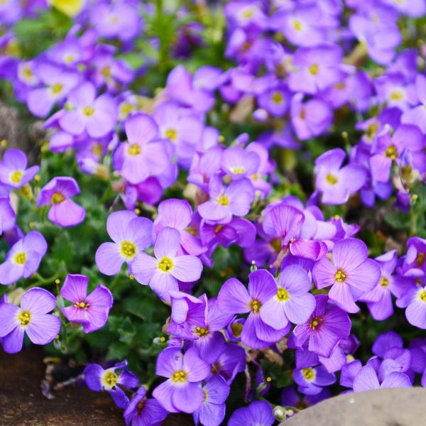AcquaGarden Outdoor Plants Aubretia 'Lilac'