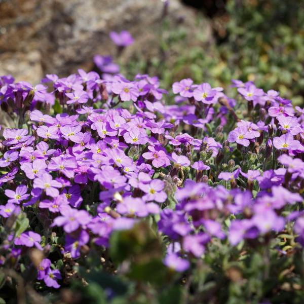 AcquaGarden Outdoor Plants Aubretia 'Lilac'