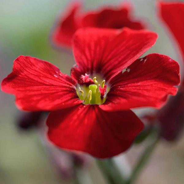 AcquaGarden Outdoor Plants Aubretia 'Red'