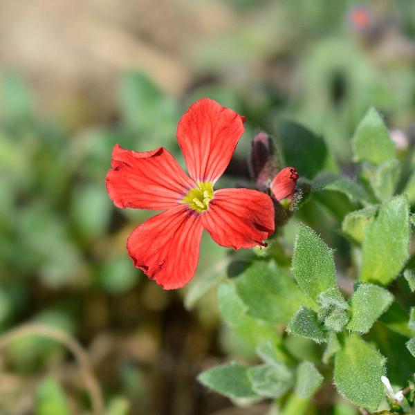 AcquaGarden Outdoor Plants Aubretia 'Red'