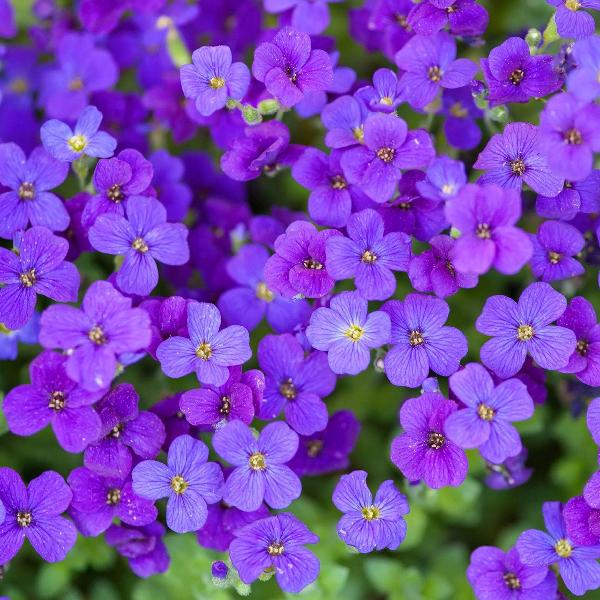 Bedding Plants