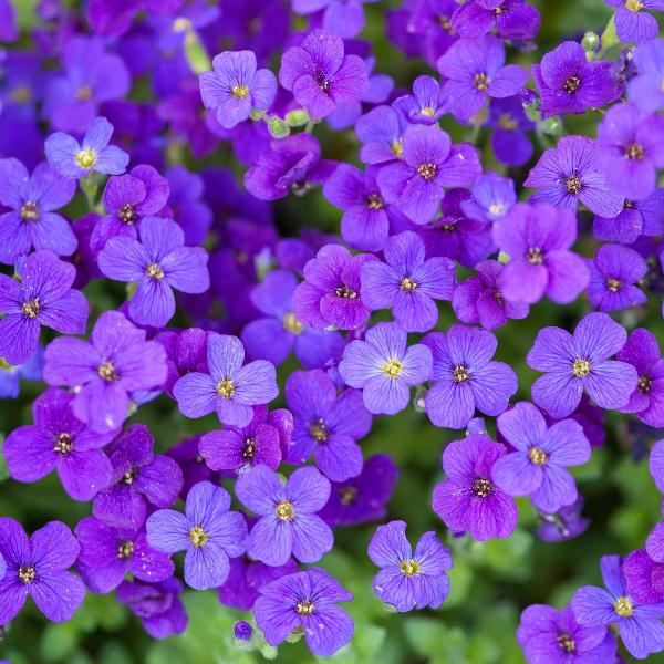 AcquaGarden Outdoor Plants Aubrieta 'Purple Cascade'