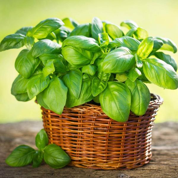 AcquaGarden Outdoor Plants Basil 'Sweet Genovese'