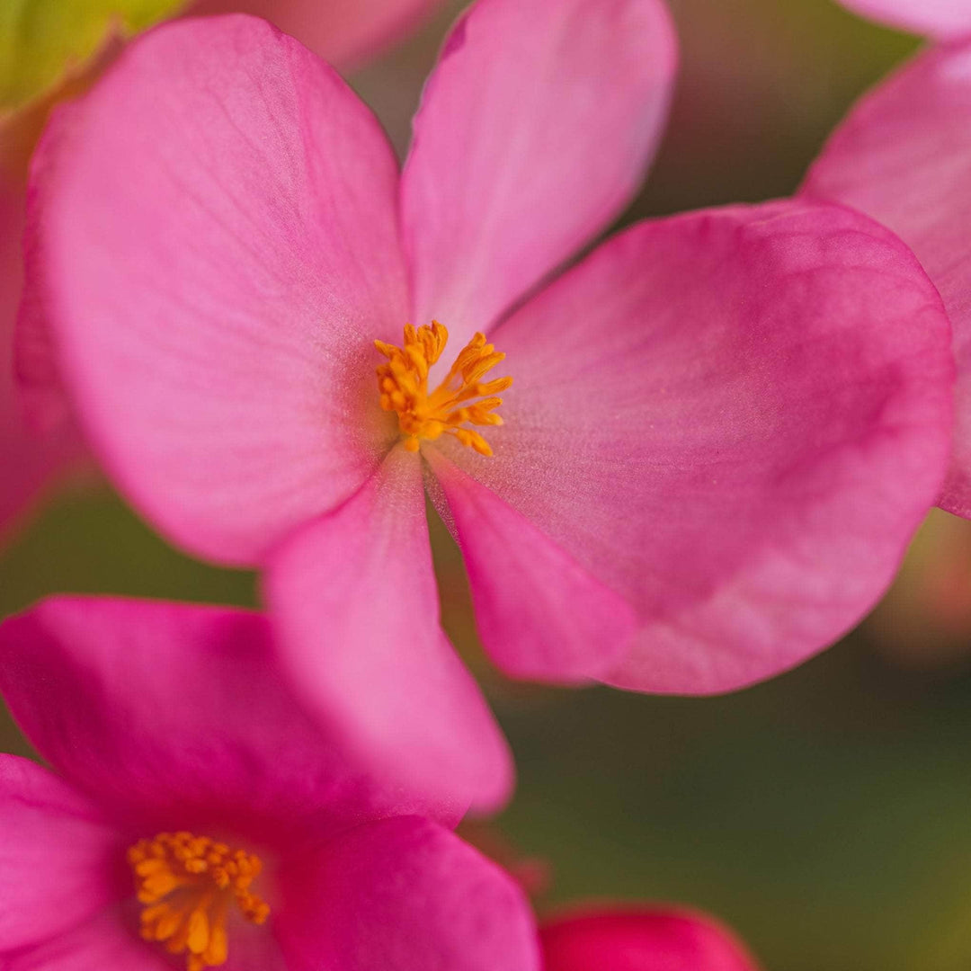 AcquaGarden Outdoor Plants Begonia 'Organdy Mixed'