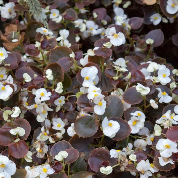 AcquaGarden Outdoor Plants Begonia 'Pink and White'