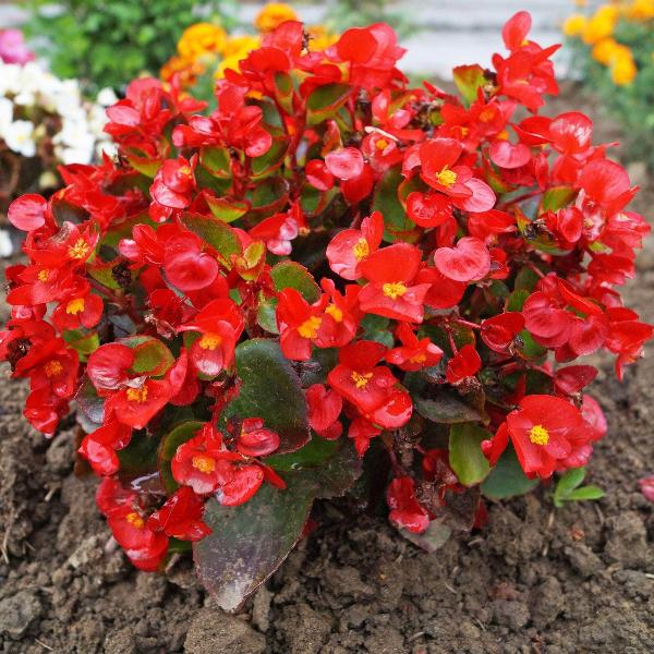 Bedding & Flowering Plants