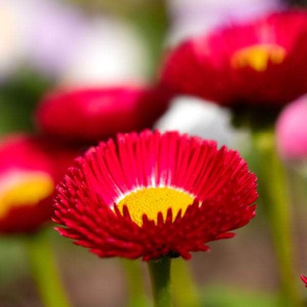 AcquaGarden Outdoor Plants Bellis 'Mixed'