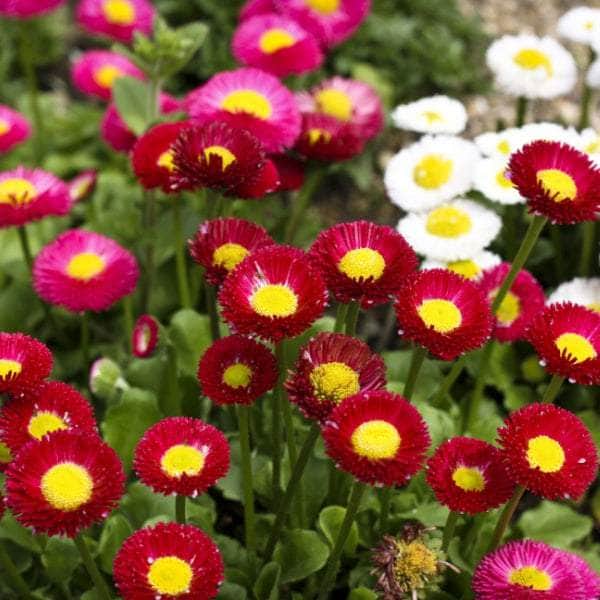 AcquaGarden Outdoor Plants Bellis 'Mixed'