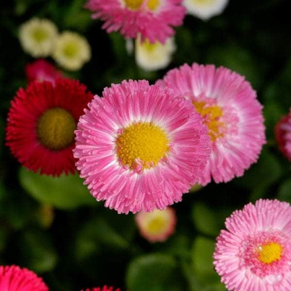 AcquaGarden Outdoor Plants Bellis 'Mixed'
