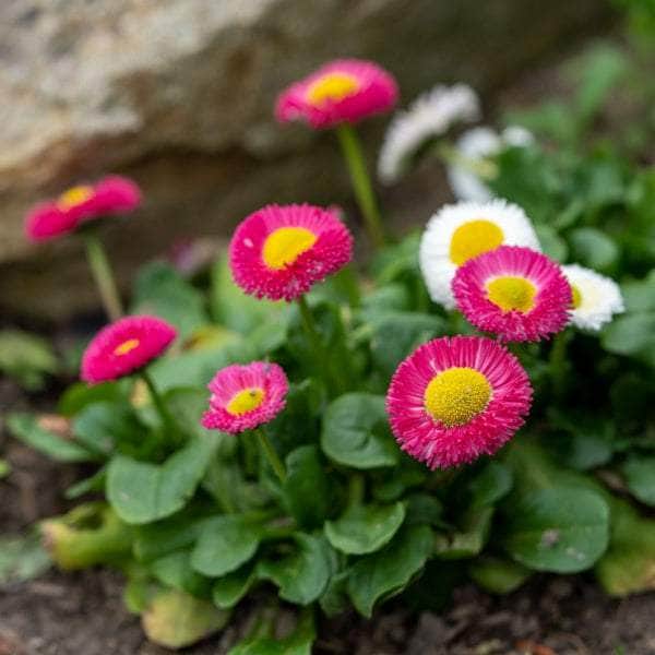 AcquaGarden Outdoor Plants Bellis 'Mixed'