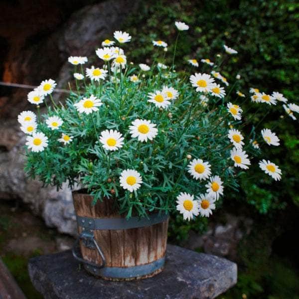 AcquaGarden Outdoor Plants Bellis 'White'