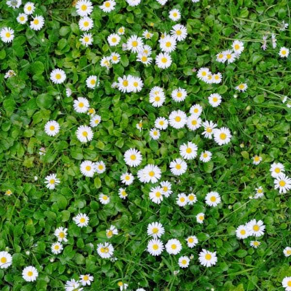 AcquaGarden Outdoor Plants Bellis 'White'