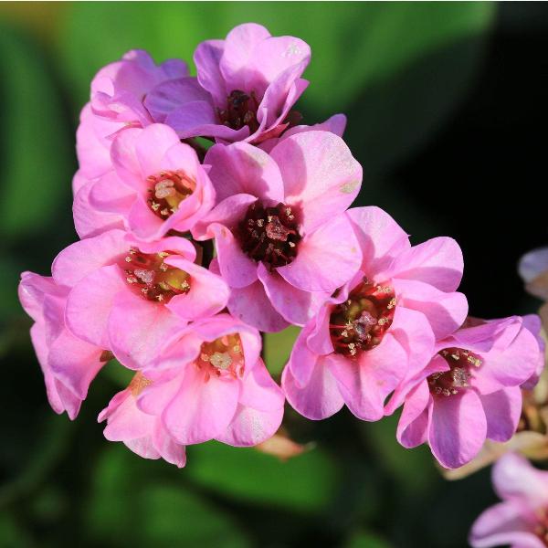 AcquaGarden Outdoor Plants Bergenia 'Apple Blossom'