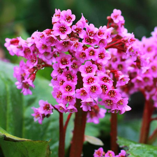 AcquaGarden Outdoor Plants Bergenia 'Flirt'