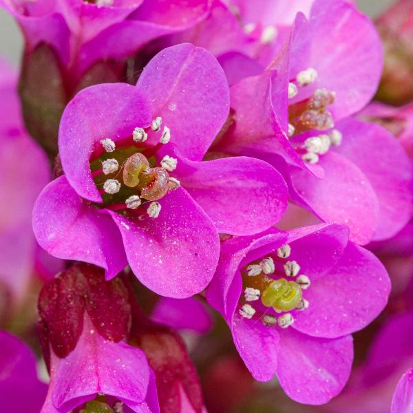 AcquaGarden Outdoor Plants Bergenia 'Flirt'