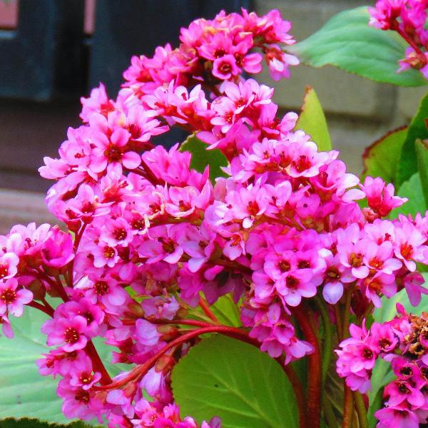 AcquaGarden Outdoor Plants Bergenia 'Flirt'