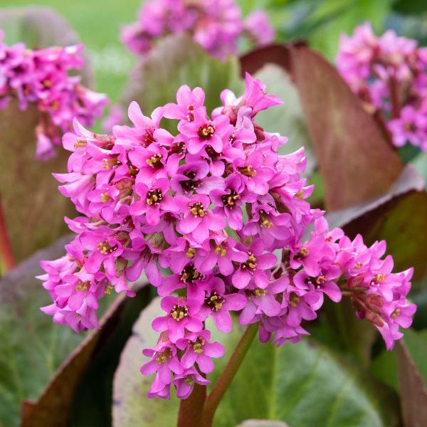 AcquaGarden Outdoor Plants Bergenia 'Flirt'