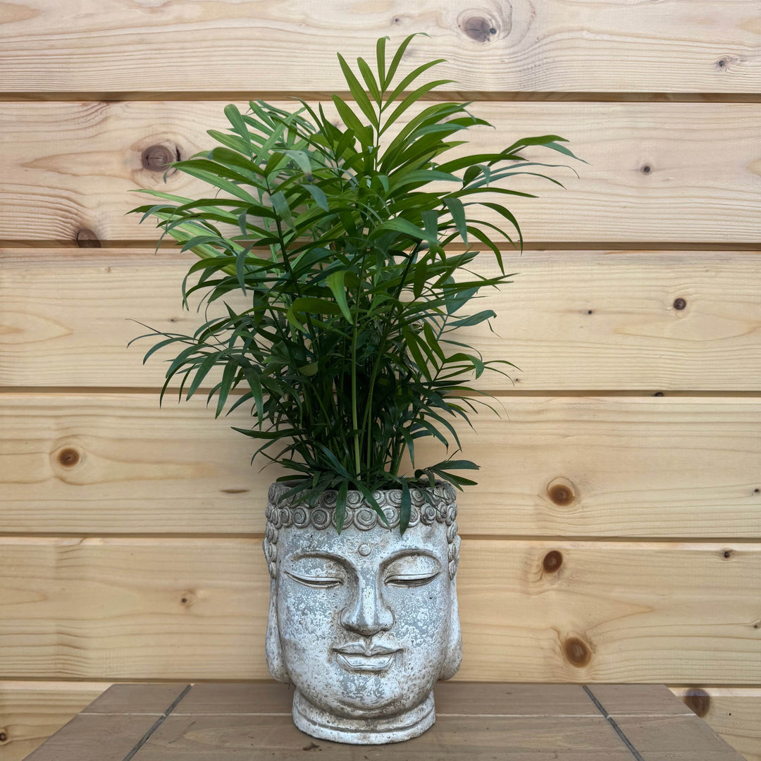 AcquaGarden Outdoor Plants Buddha Head Plant Pot