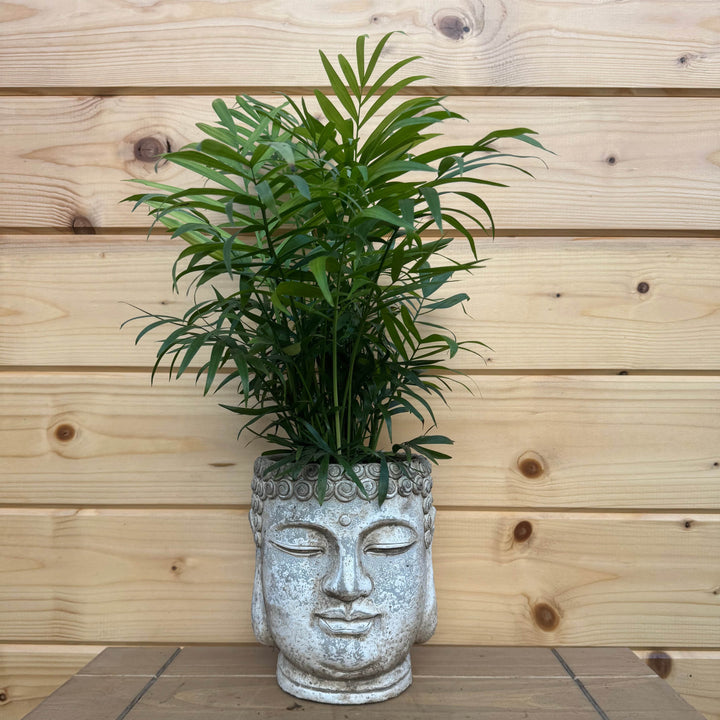 AcquaGarden Outdoor Plants Buddha Head Plant Pot