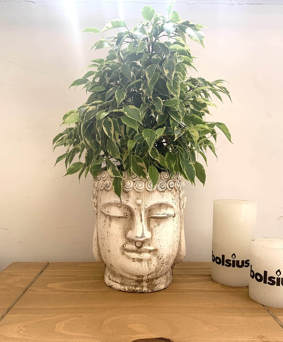 buddha pot plant Buddha Plant Pot