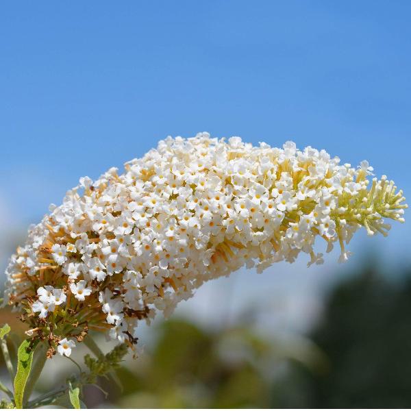 AcquaGarden Outdoor Plants Buddleja 'White Bouquet'