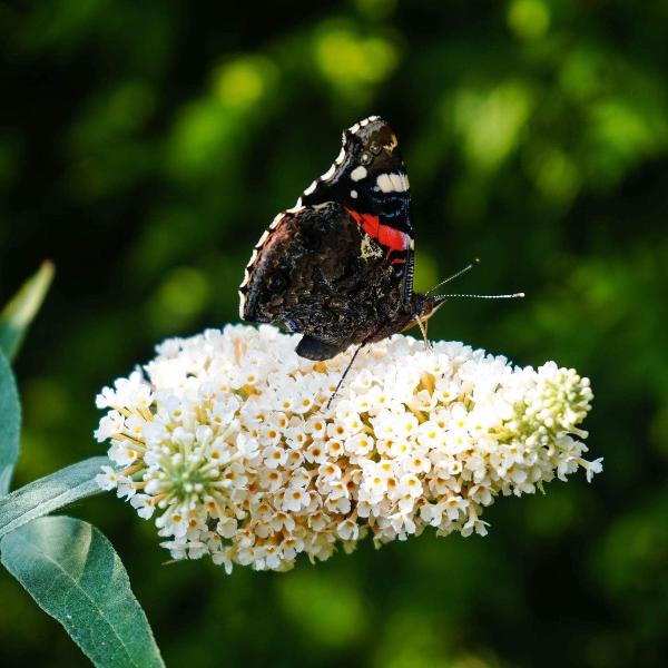 AcquaGarden Outdoor Plants Buddleja 'White Bouquet'