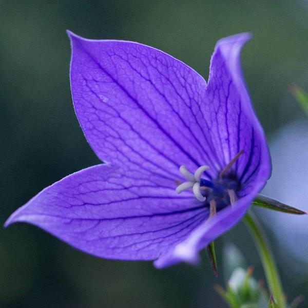AcquaGarden Outdoor Plants Campanula Carpatica 'Blue'
