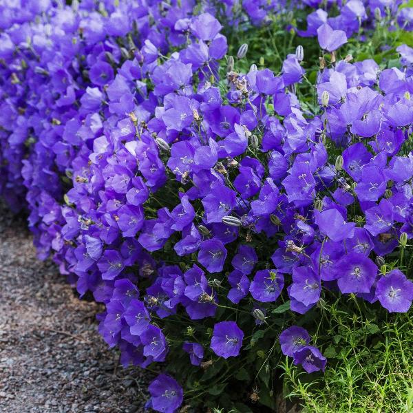 AcquaGarden Outdoor Plants Campanula Carpatica 'Blue'
