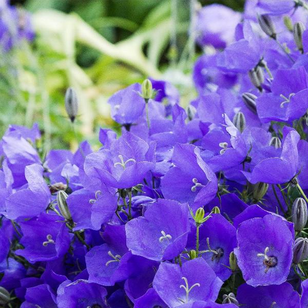 AcquaGarden Outdoor Plants Campanula Carpatica 'Blue'