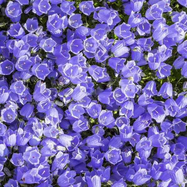 AcquaGarden Outdoor Plants Campanula Carpatica 'Blue'