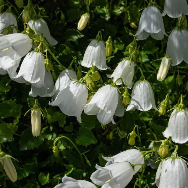 AcquaGarden Outdoor Plants Campanula Carpatica 'White'